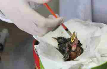  Rede de apoio: atendimento à fauna silvestre aumenta 61,3% em um ano no Paraná